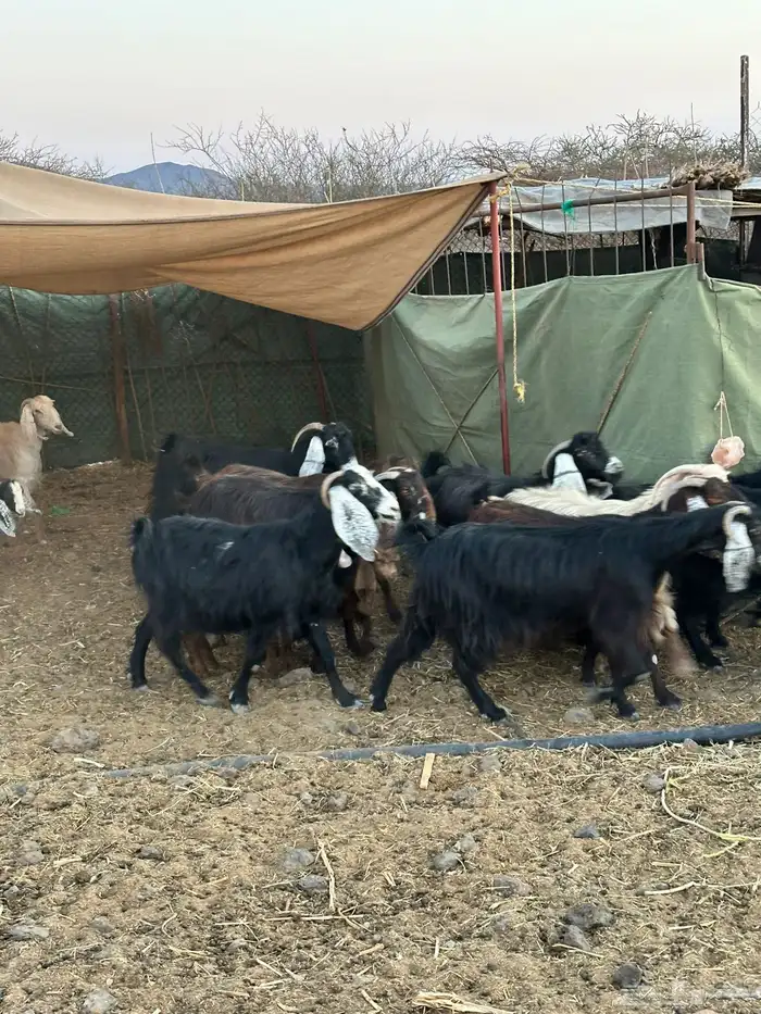 معزا لبيع موليد 14