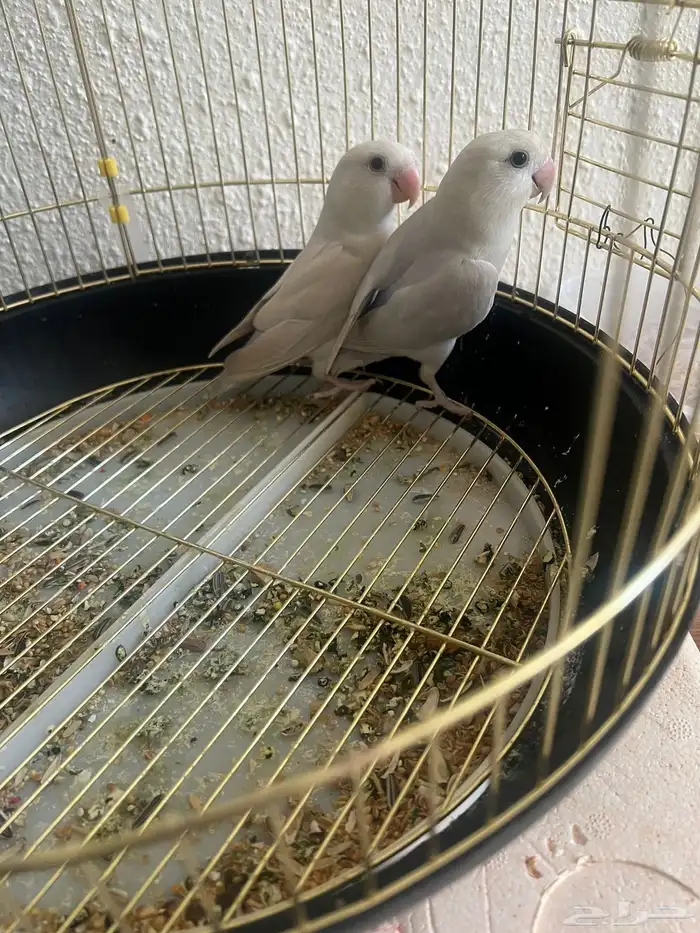 المزاحمية 0