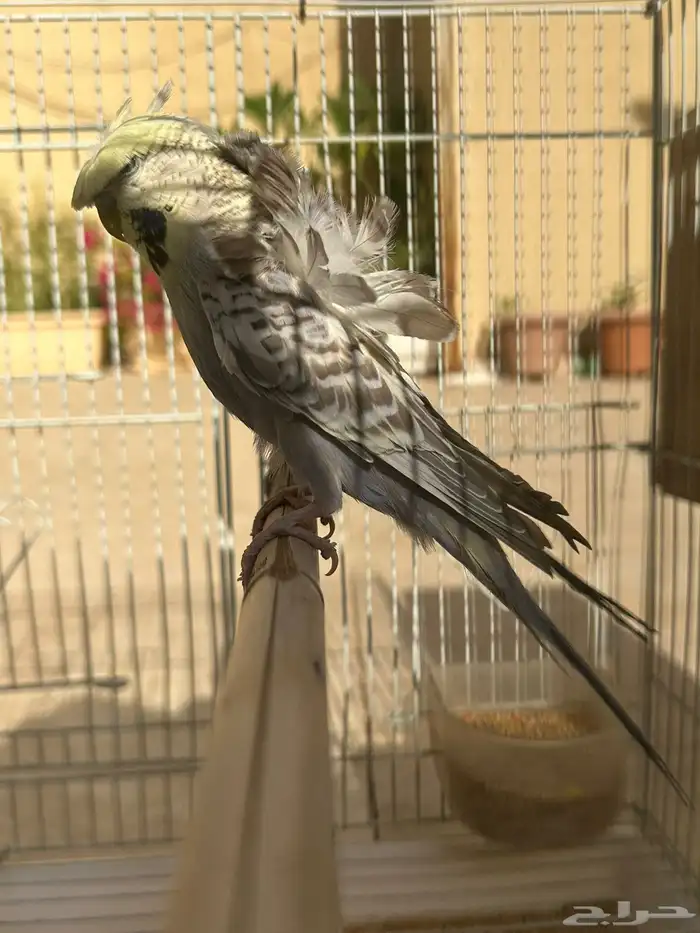 للبيع جوز هوقو مكس انقليزي فاخر 1