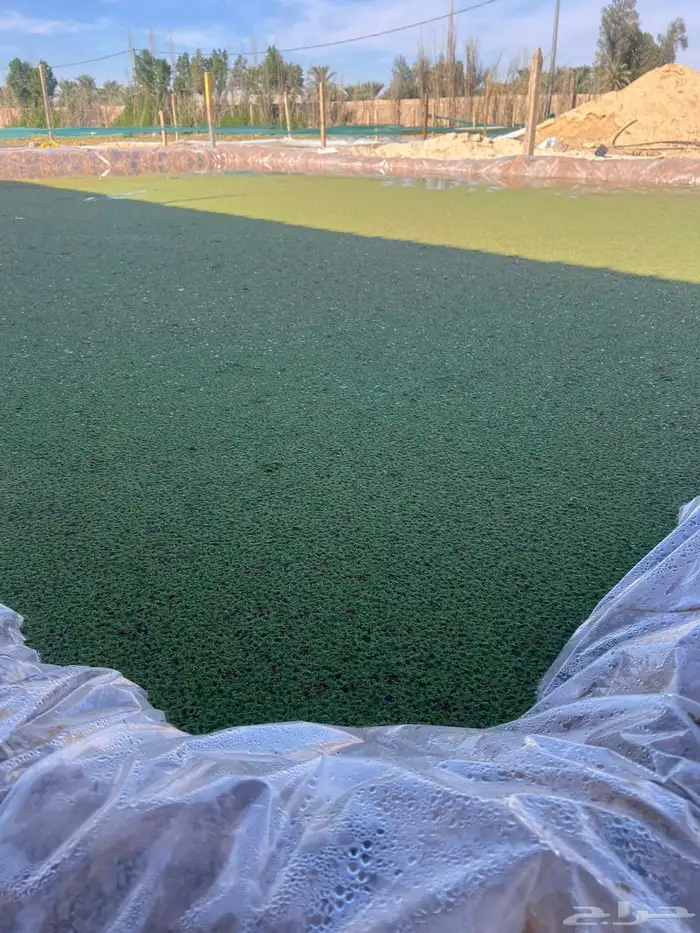 سمان بط دجاج ازولا للبيع 0