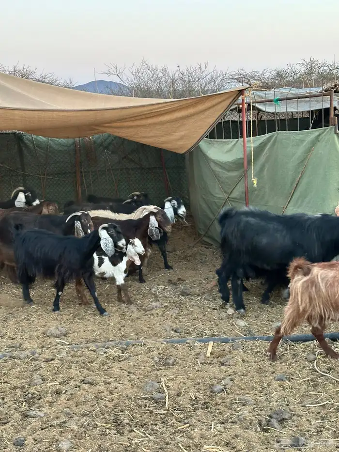 معزا لبيع موليد 2