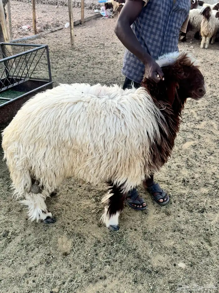 للبيع ذبايح نعيم بلدي ونضيف 1