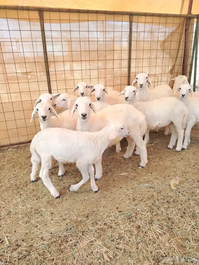 طليان ورخال للبيع العدد 11 3