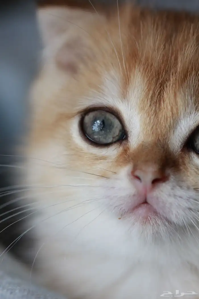 سكوتش قولد بيور فولد NY 2