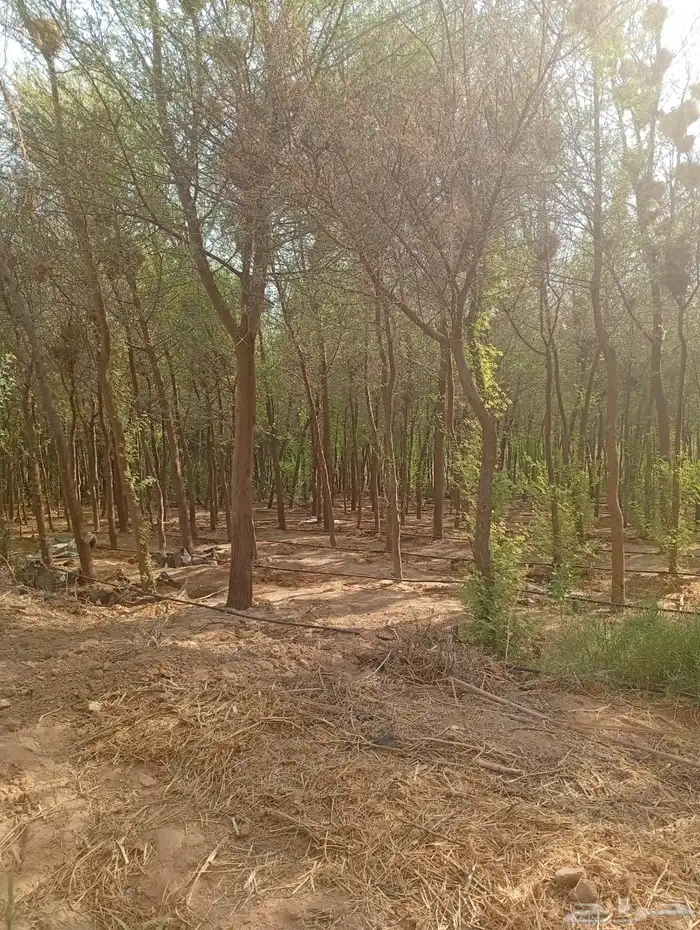 العنوان شقراء ونسا ح 12