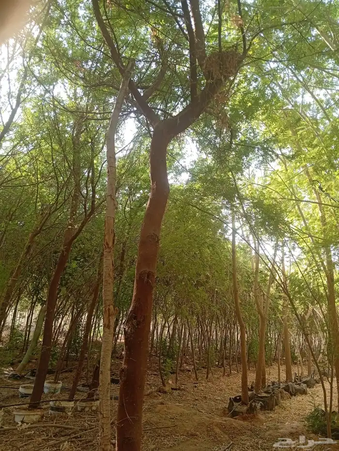 العنوان شقراء ونسا ح 11