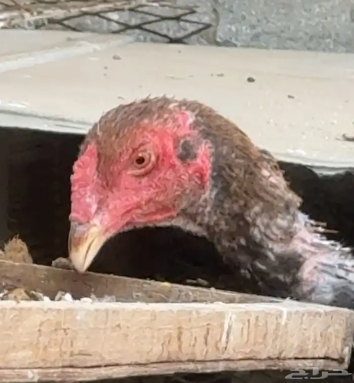 ديك سندي جرم وطول 0