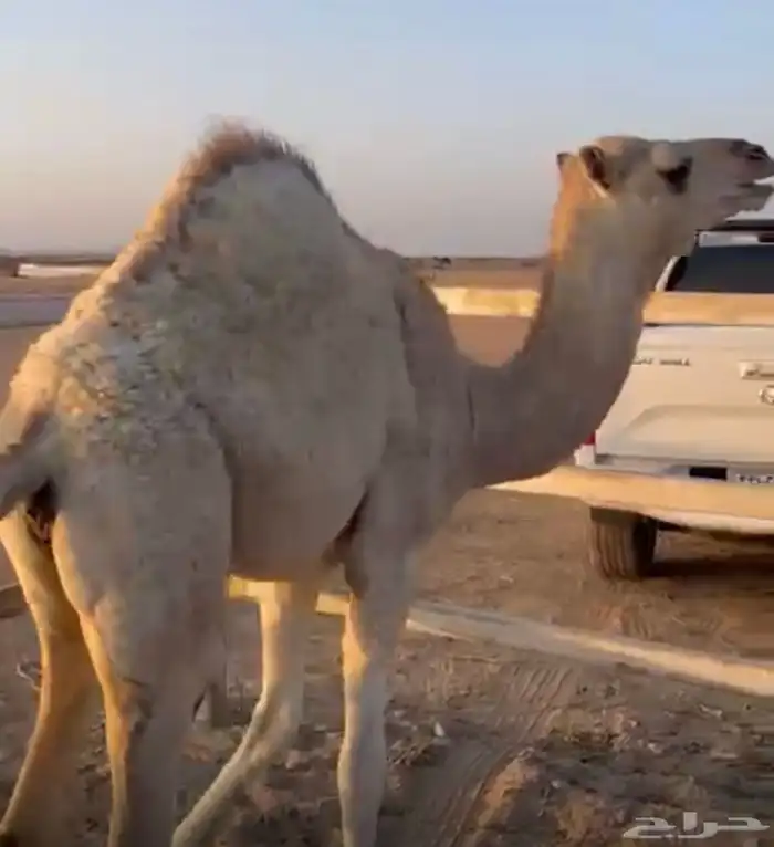 بكره على الحليب 1