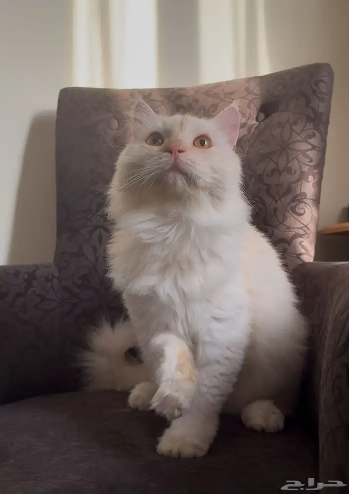 قطط للتبني 3