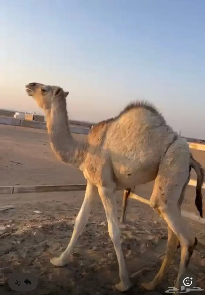 بكره على الحليب 2