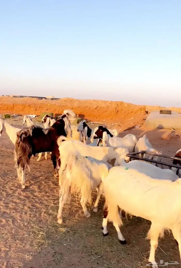 معزاء بيض جروم فاخره دفيع 2