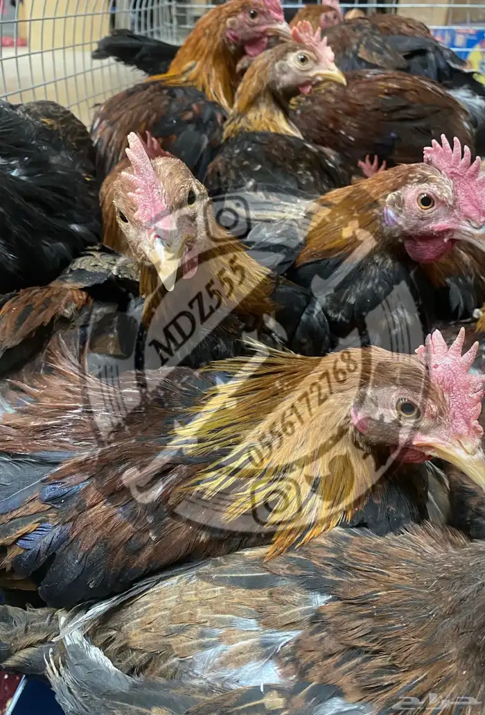 ديوك عربي فري ودبسي ( تم البيع ) 0