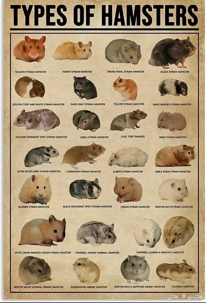 هامسترات روسية - هامسترات سورية بأعمار مختلفة 4