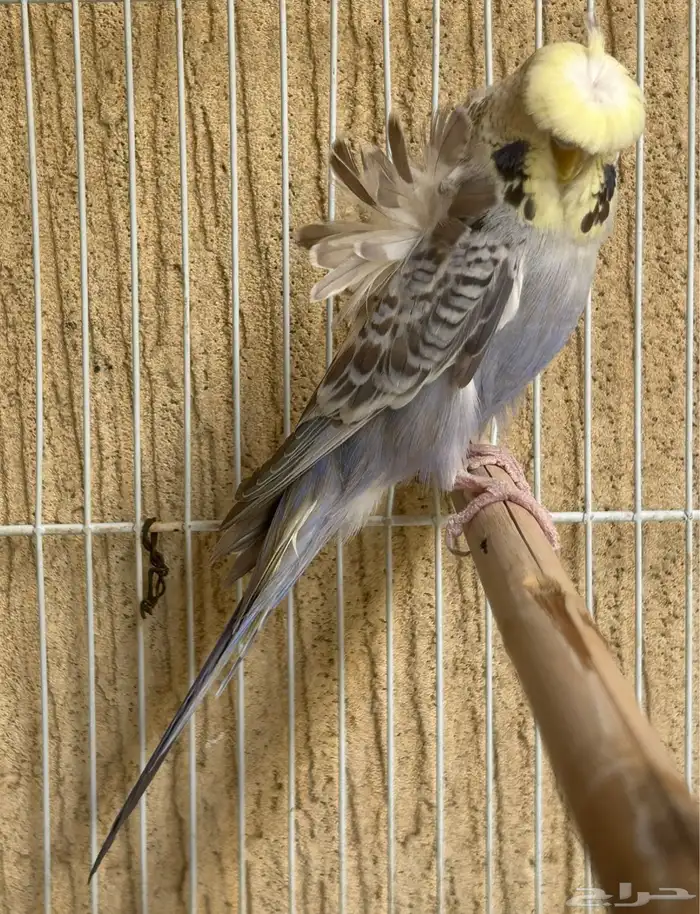 للبيع جوز هوقو مكس انقليزي فاخر 10