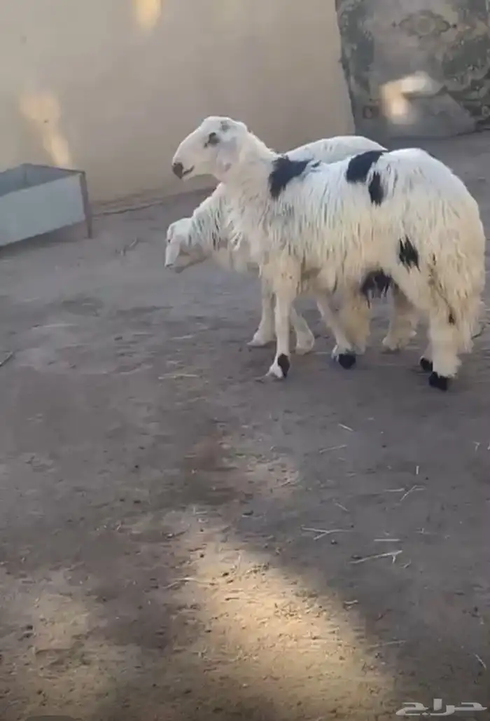 خرافات للبيع 1