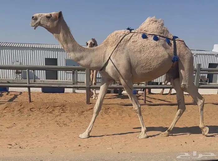 للبيع ناقة خفوت 4