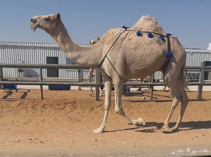 للبيع ناقة خفوت 1