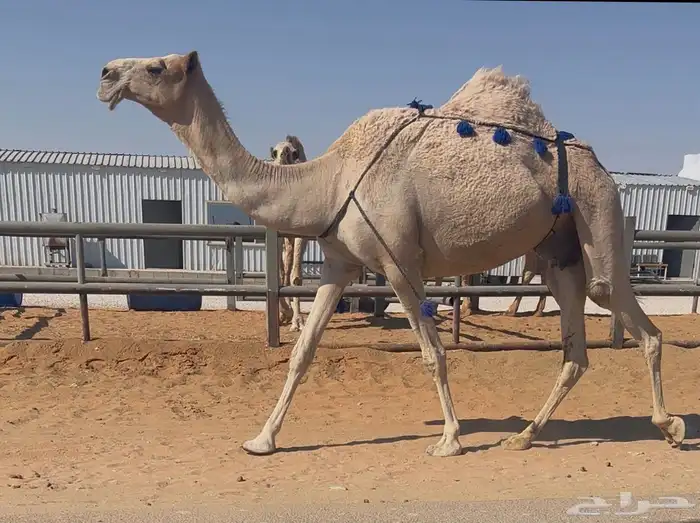 للبيع ناقة خفوت 2