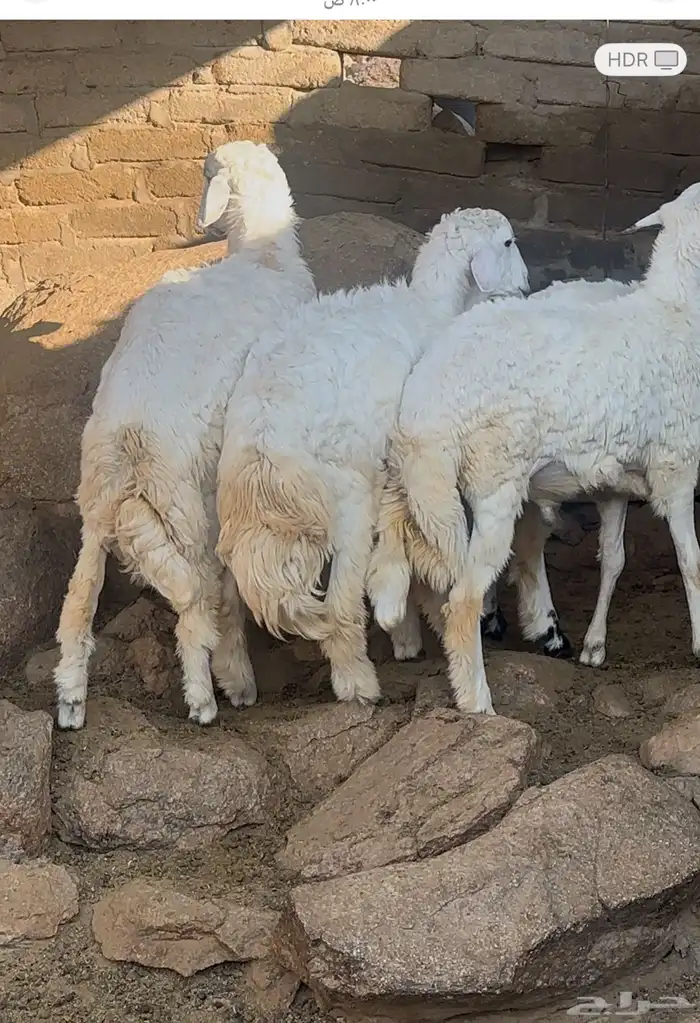 طليان ذبائح الموقع اضم 0