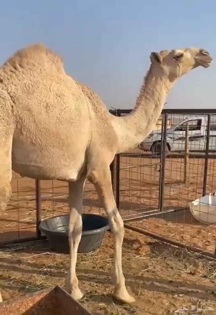 للبيع قعود طيب جدا سنه حق طايش الموقع على الكبري الرين 1