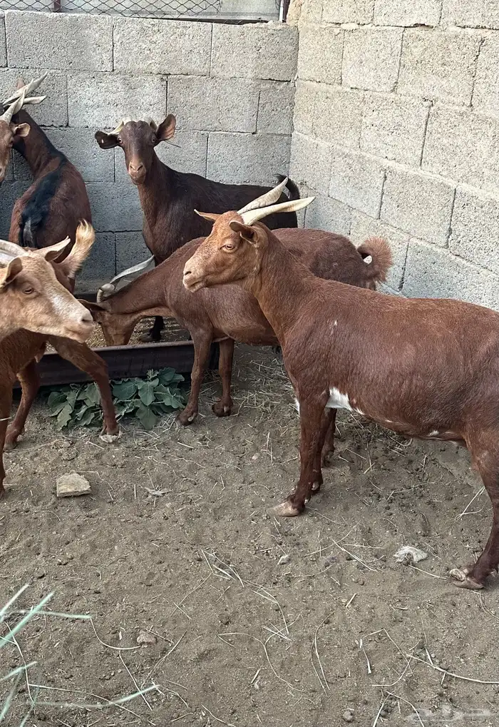 10 معزا حص دهم دفع قد ولد وحده 1