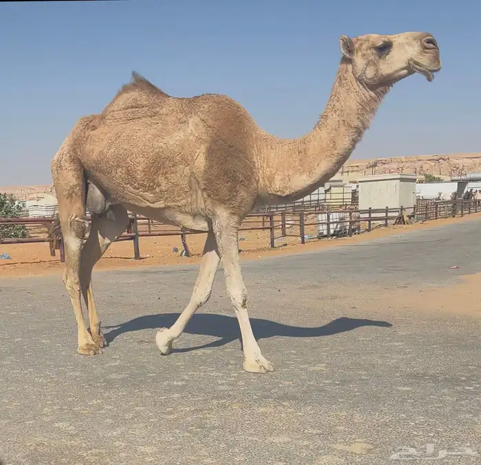 للبيع خفوت 1