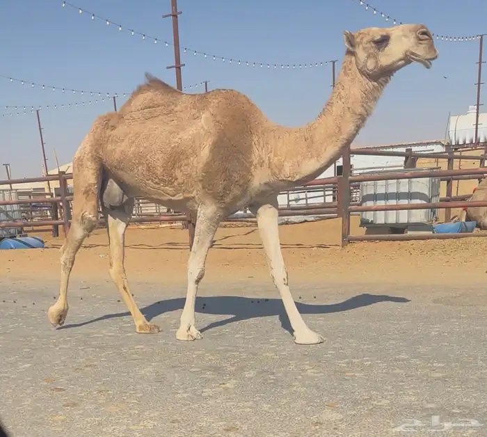 للبيع خفوت 2