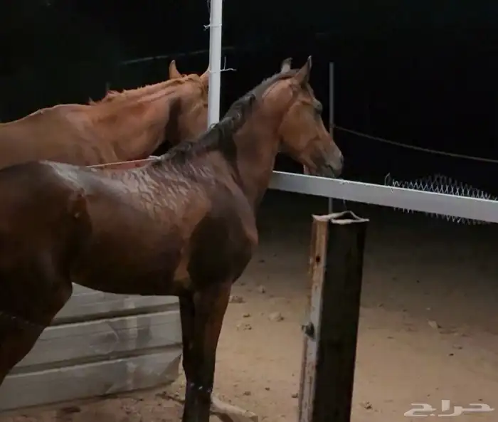 حصان شعبي للبيع 0