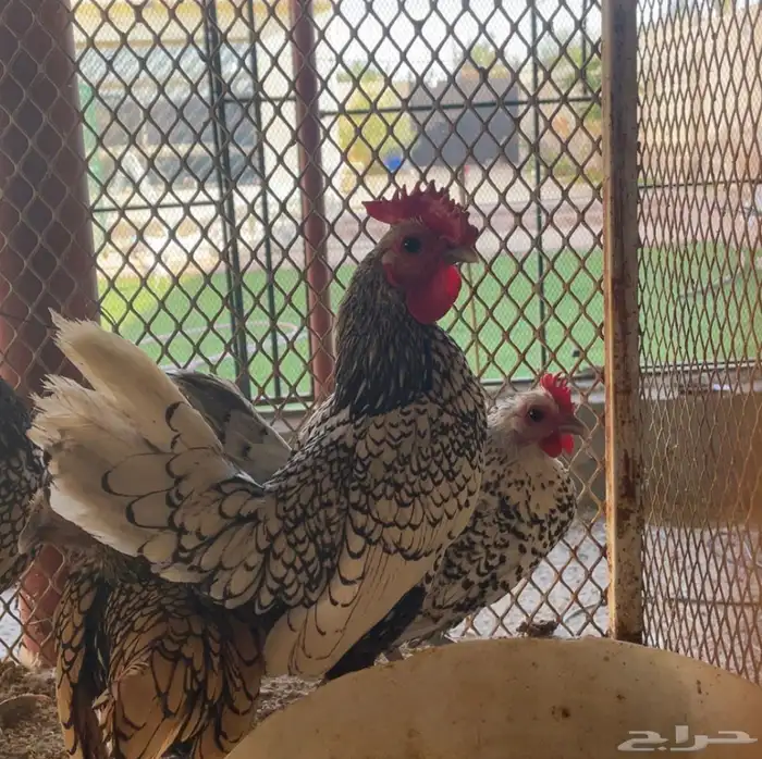 طقمين سبرايت شبابي ونحاسي انتاج 6