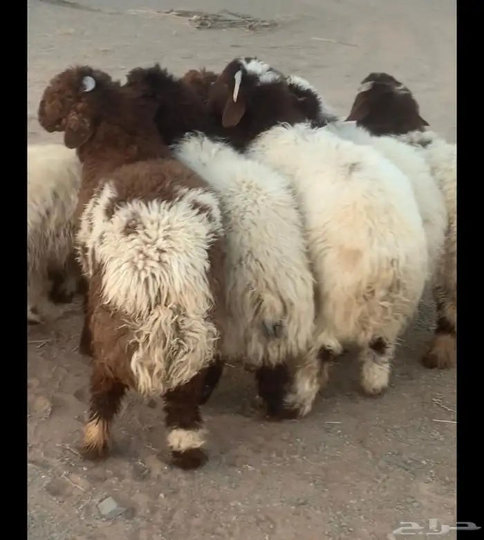 نعيم ذبايح فاخر 0