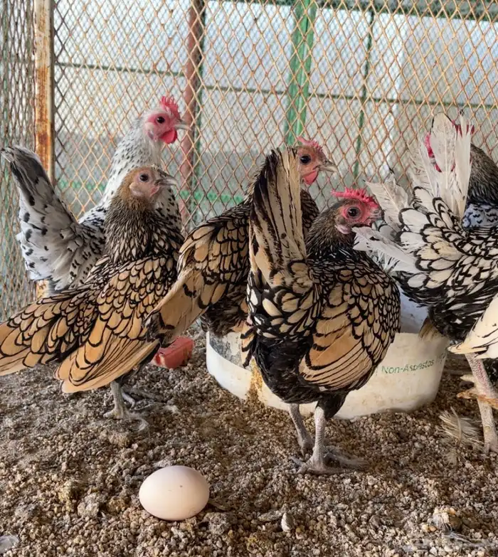 طقمين سبرايت شبابي ونحاسي انتاج 0