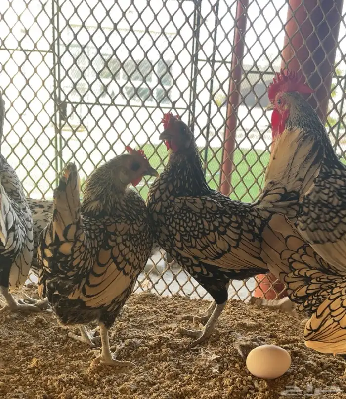 طقمين سبرايت شبابي ونحاسي انتاج 5