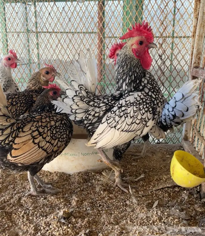 طقمين سبرايت شبابي ونحاسي انتاج 1