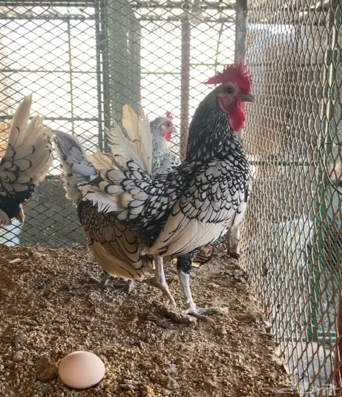 طقمين سبرايت شبابي ونحاسي انتاج 3