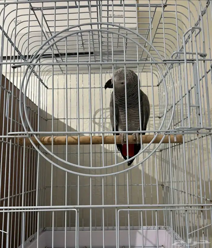 للبيع كاسكو   صن كنيور 1