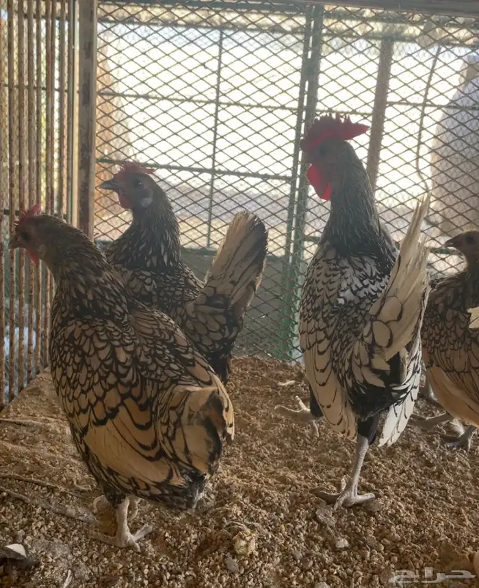 طقمين سبرايت شبابي ونحاسي انتاج 2