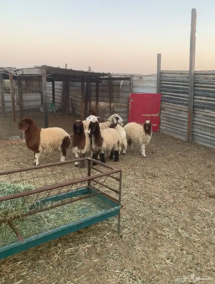 هرافا نعيم فاخره فل شحم ولحم 0