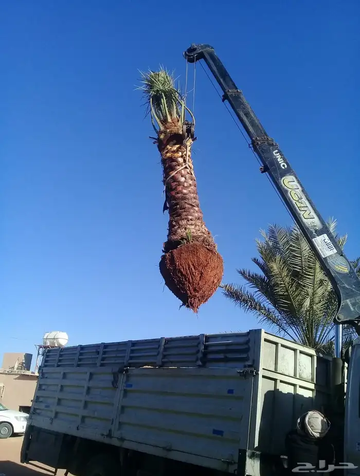 نخل للبيع نخيل اشجار نخيل عربي مثمر 18