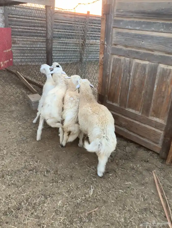 خمسه خرفان ورخال فل شحم ولحم 1