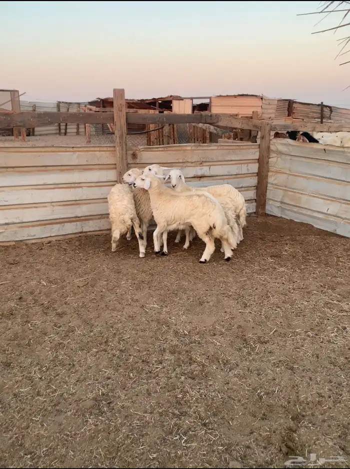 خمسه خرفان ورخال فل شحم ولحم 0