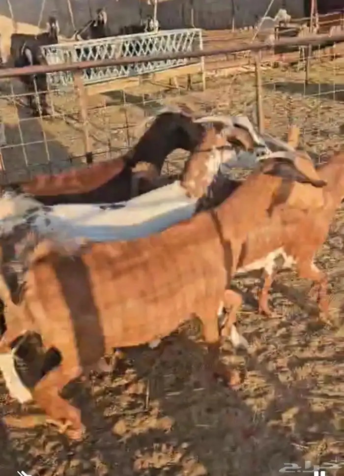 معزا جنوبيه دفيع مفاصيل 1