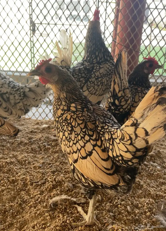 طقمين سبرايت شبابي ونحاسي انتاج 4