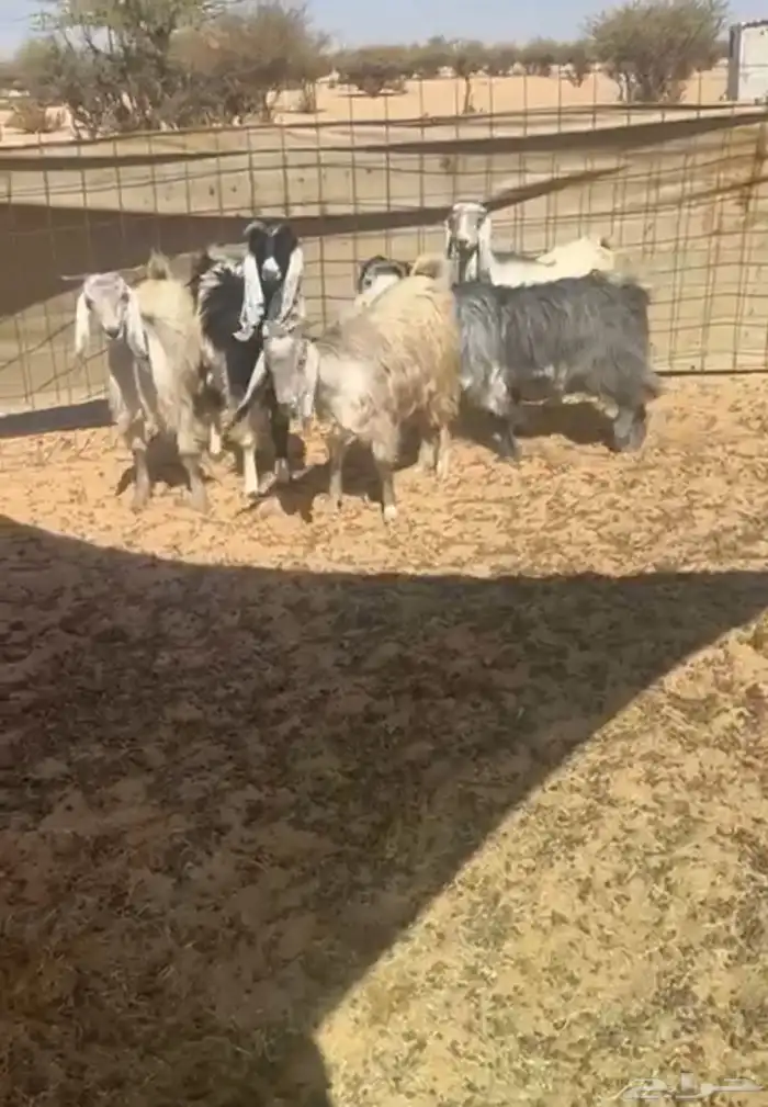 جفارات حيل وشحم 1