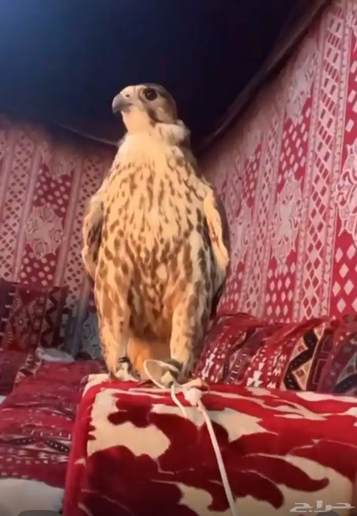 طير حر أصيل قرناس 0