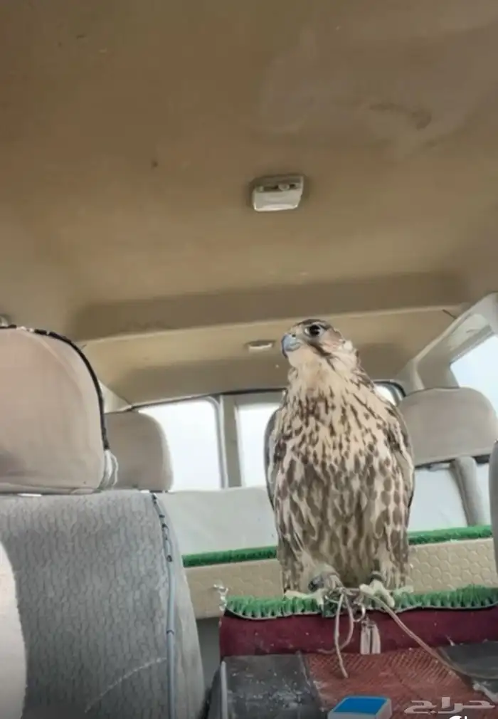 طير حر أصيل قرناس 1