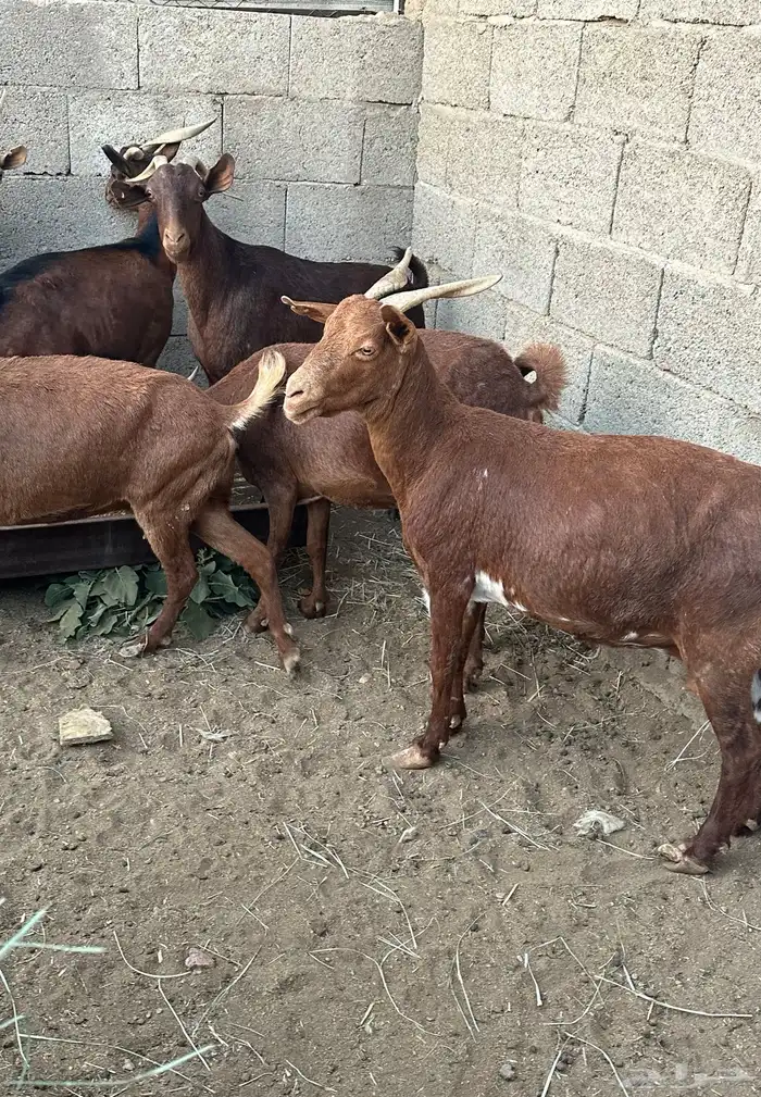 10 معزا حص دهم دفع قد ولد وحده 3