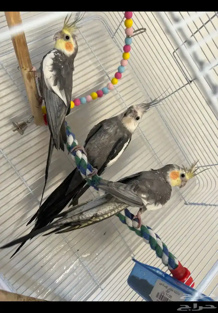 ببغاء كروان 1