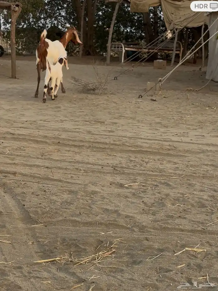 عنز مشروكة معها جفر 4