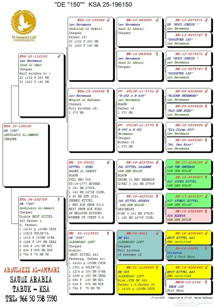 حمام زاجل سباق 3