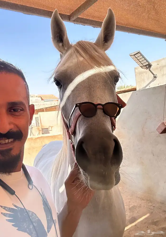 فرس مصري بيور 1